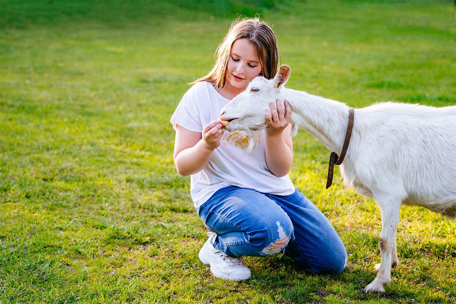 feeding-goats